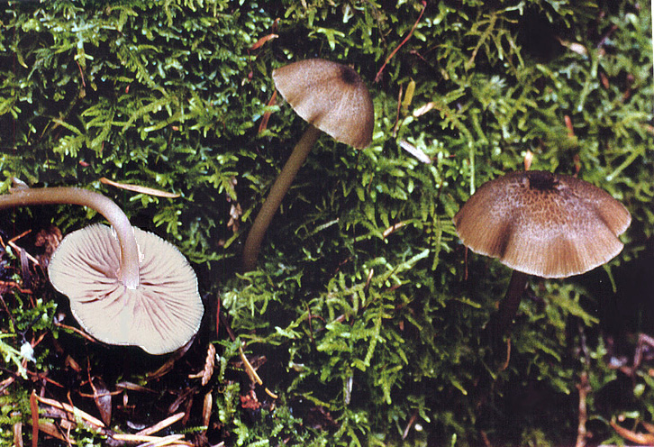 Leptonia formosa var formosa